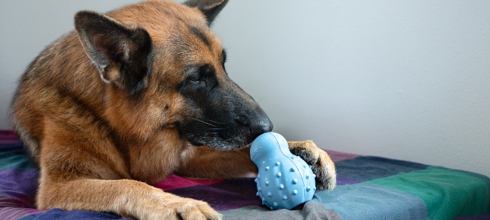mind stimulating toys for dogs