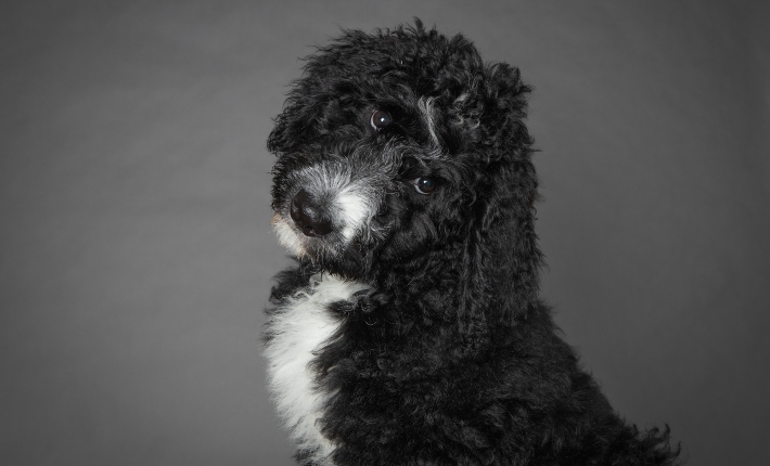 bernedoodle dog in studio