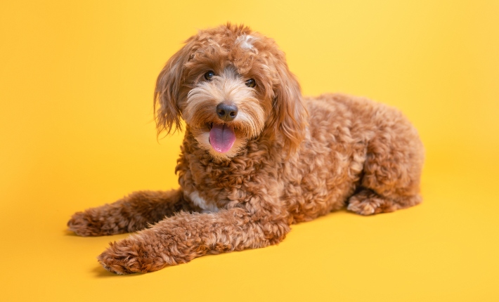 goldendoodle in studio