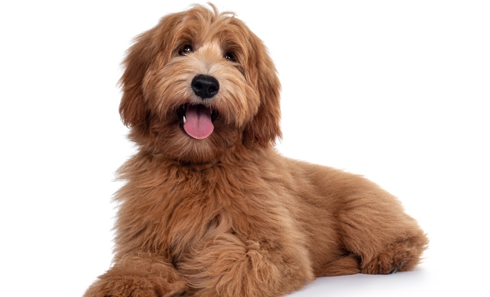 labradoodle dog in studio