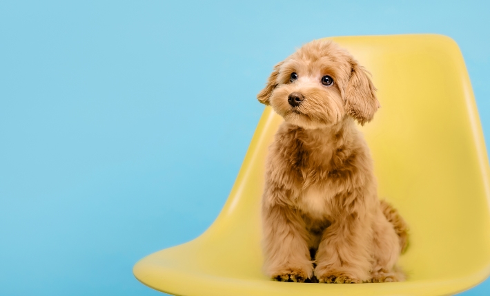 maltipoo dog sitting in chair