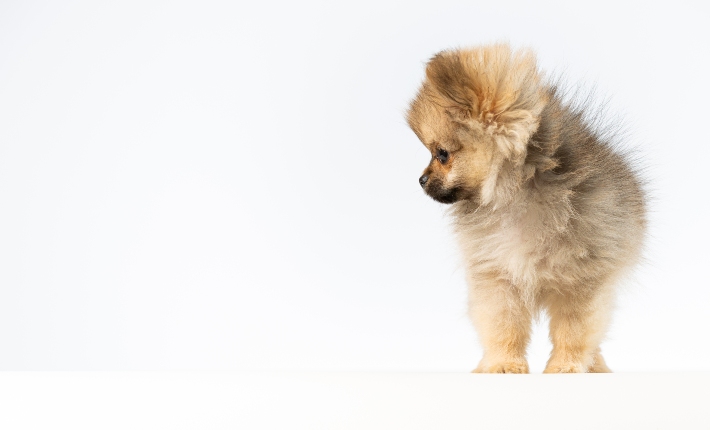 pomchi dog in studio