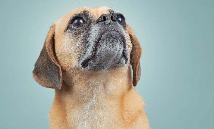 puggle dog looking up