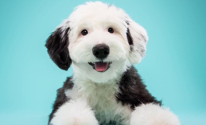 Pet Breed Invented Poodle Mix: Discover Unique Hybrid Dogs