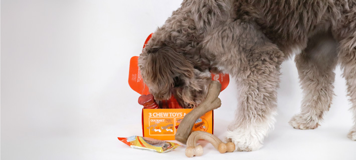 dog poking its head into Nylabone gift box