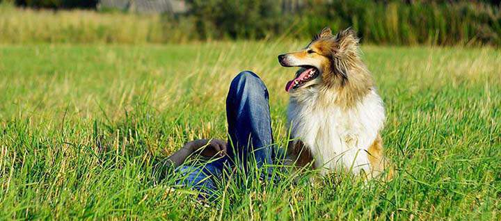 A person and a dog lying in grass.