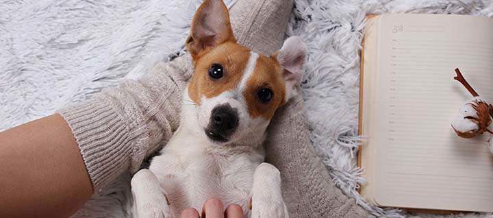 A small dog lying on carpet and a person's feet looking at the camera.