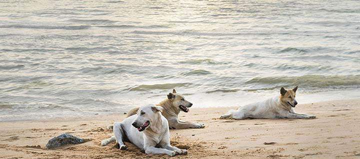 Three dogs sitting on a beach right next to the water.