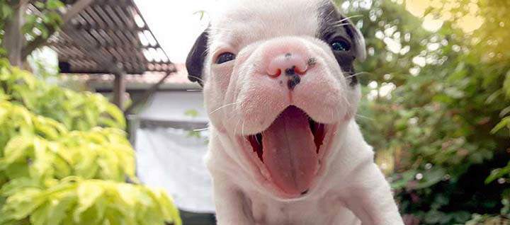 A young dog smiling at the camera