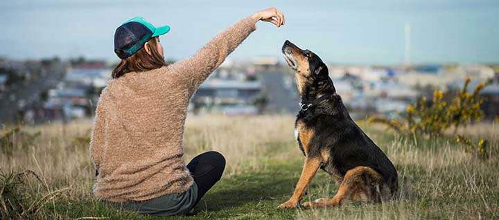A dog sitting and a person rewarding them with a treat.