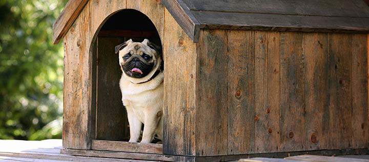 A pug sitting in a wooden doghouse.
