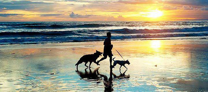 A person walking two dogs on the beach