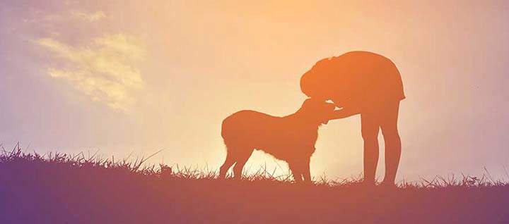 A hazy silhouette of a person and a dog in a field.