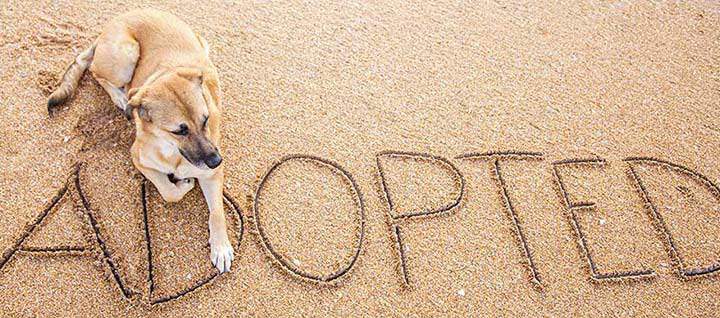 A dog lying on sand with the word "Adopted" written in the sand.