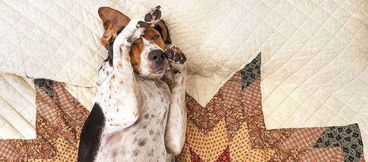 A multi-colored dog lying down on a blanket, scratching its face.