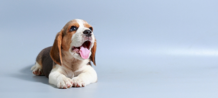 A young dog laying down