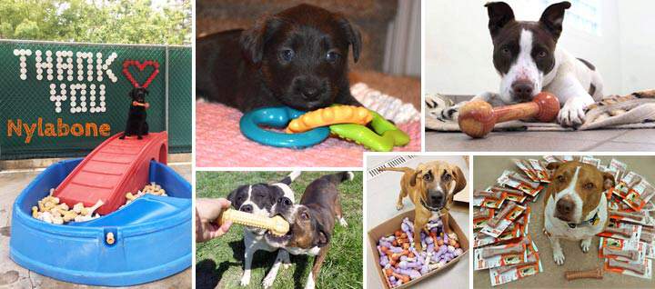 Nylabone Cares graphic