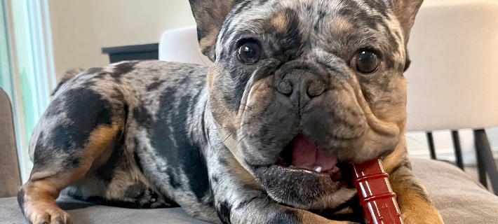 dog chewing Nylabone chew toy