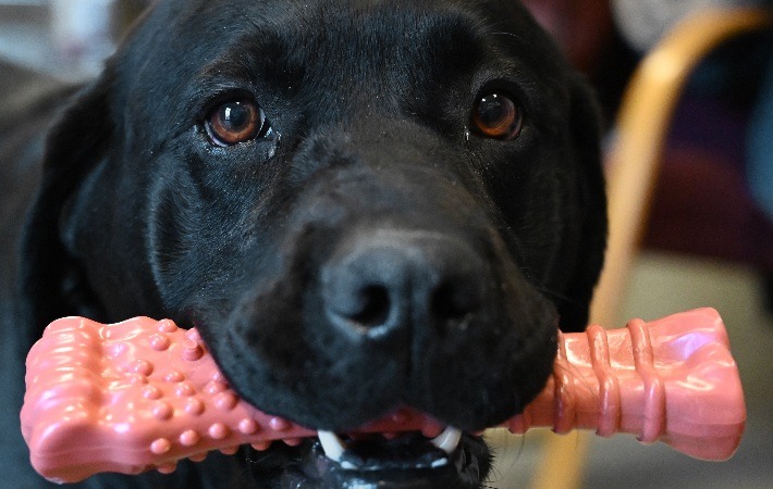 dog chewing pink Nylabone chew toy