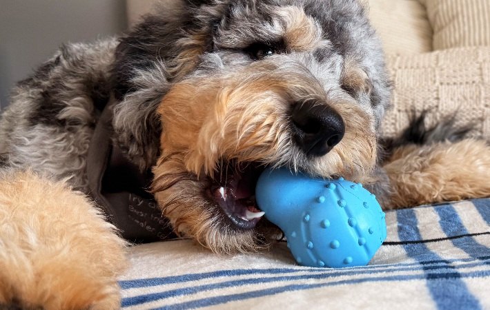 dog chew blue rubber Nylabone chew toy