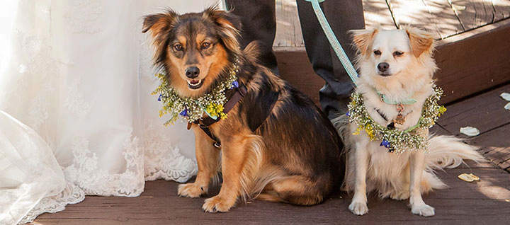 Two dogs sitting with flowers around their necks.