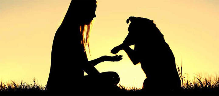 A silhouette of a person and a dog sitting in grass.