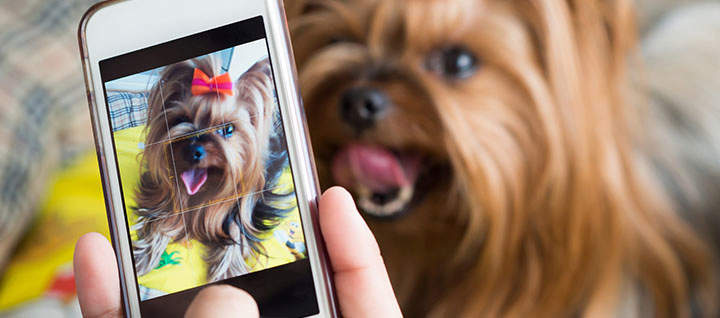 A photo of a dog being taken on a mobile device.