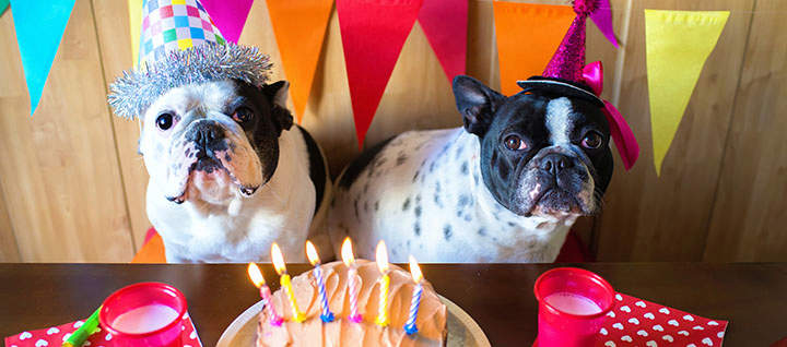Two dogs sitting at a table with a lit birthday cake in front of them.