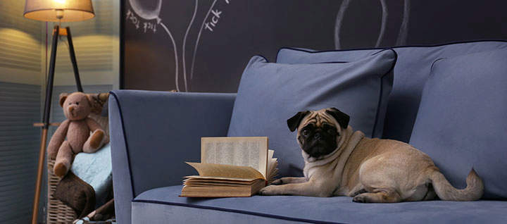 A dog sitting on a couch next to a book.