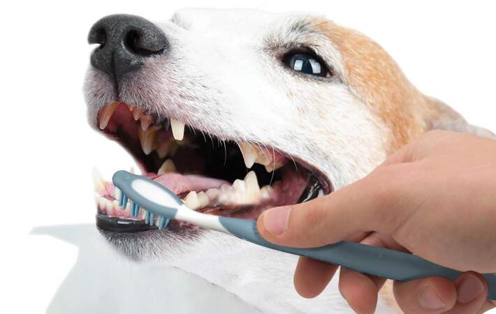 person brushing dog's teeth