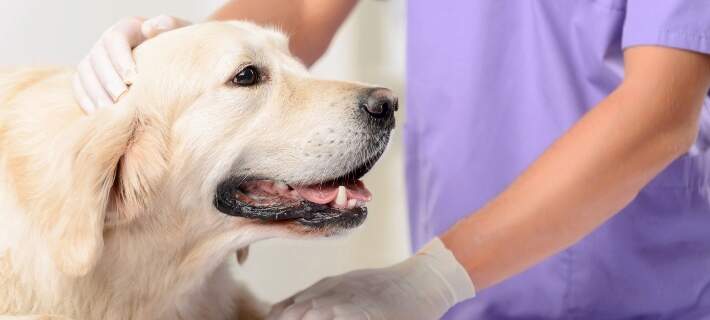 veterinarian inspecting dog