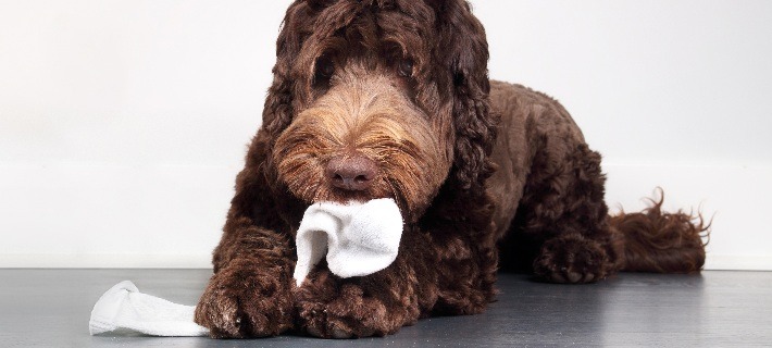 dog chewing sock on floor