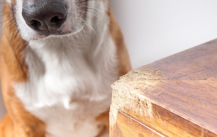 dog sitting after chewing on wood table