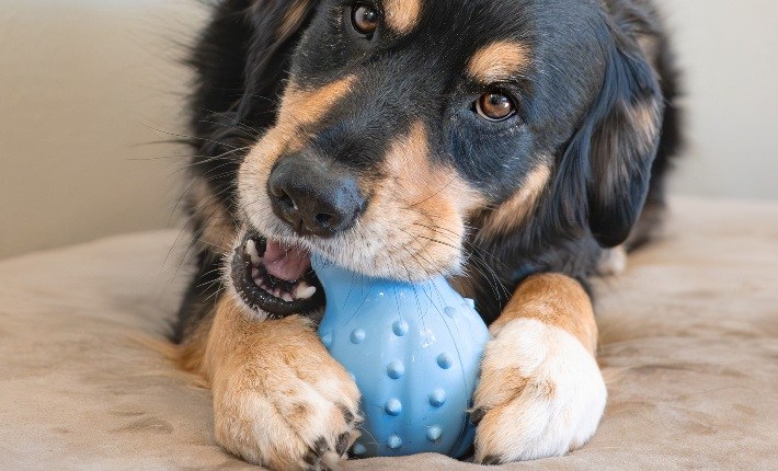 dog chewing blue nylabone strong chew cone