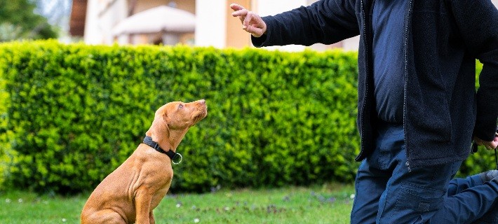 man teaching dog to sit outside