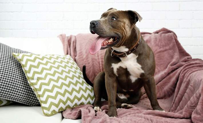 dog on sofa