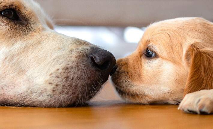 puppy and mother