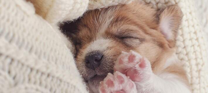 puppy sleeping