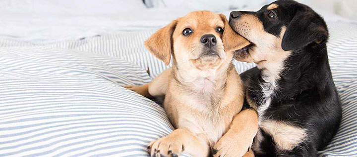 A black dog with its mouth on the ear of another small dog, both lying on a bed.