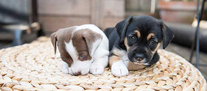 Two puppies laying on a wicker ottoman.