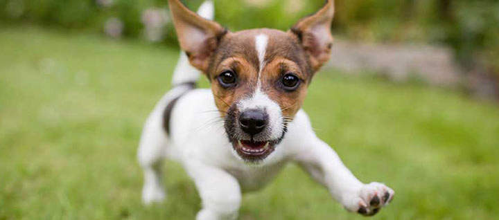 A small multi-colored dog running through grass.