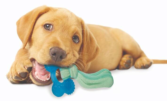 puppy-chew-freezer-bone