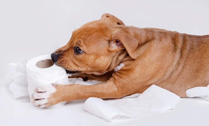 puppy-chewing-toilet-paper