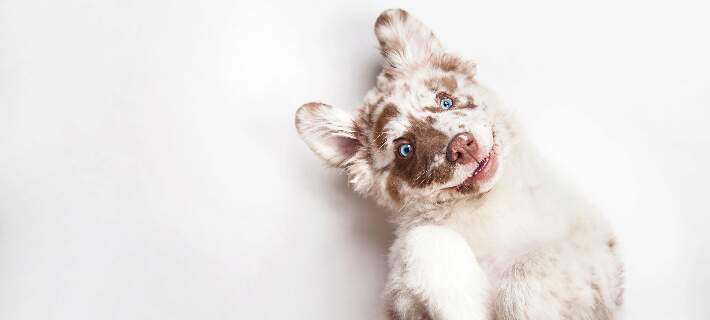 Puppy teething lethargic shop