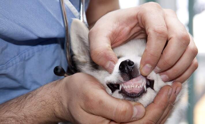 what can you do to help a teething puppy