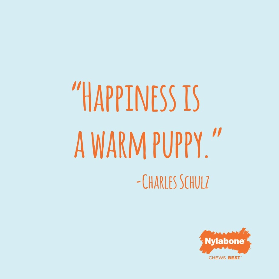 happiness is a warm puppy
