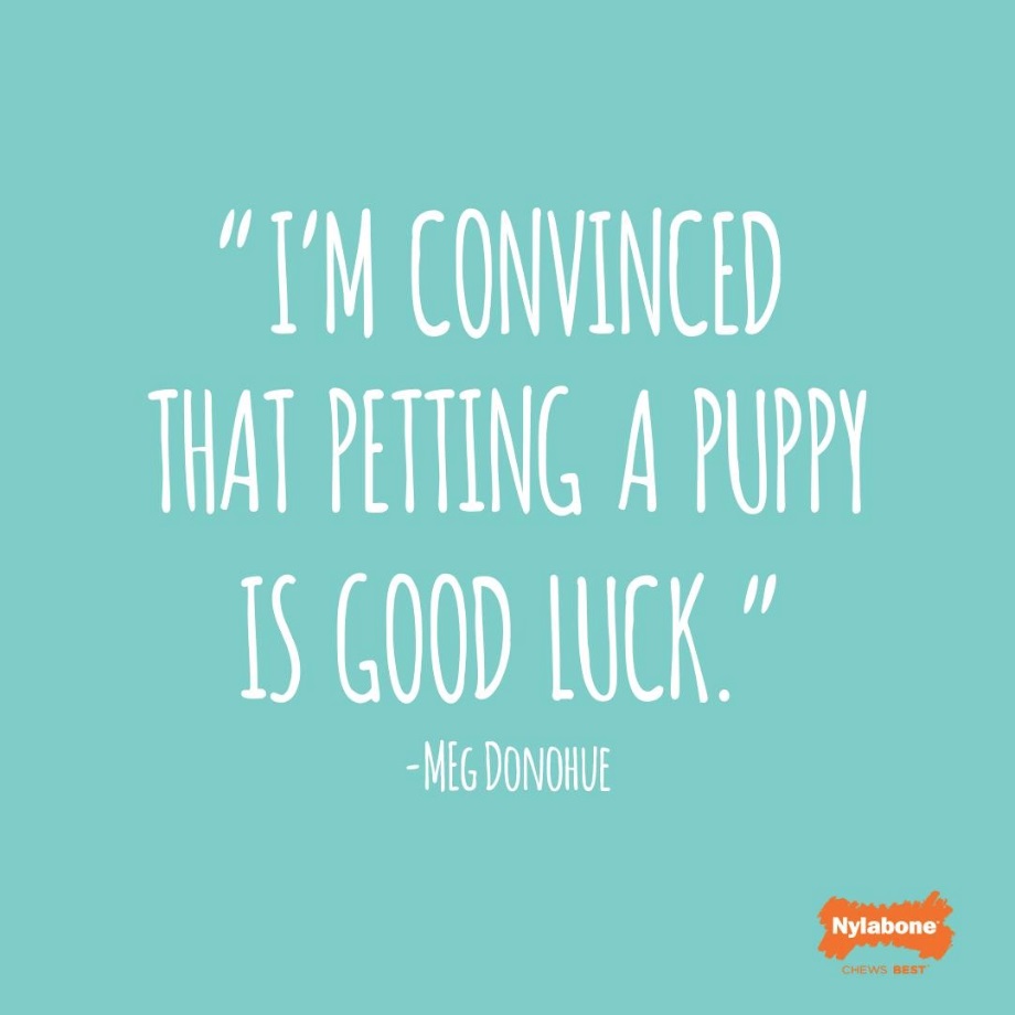 I'm convinced that petting a puppy is good luck