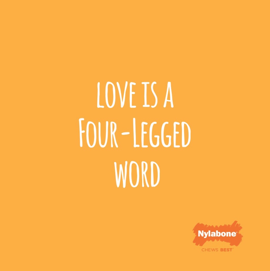 love is a four-legged word