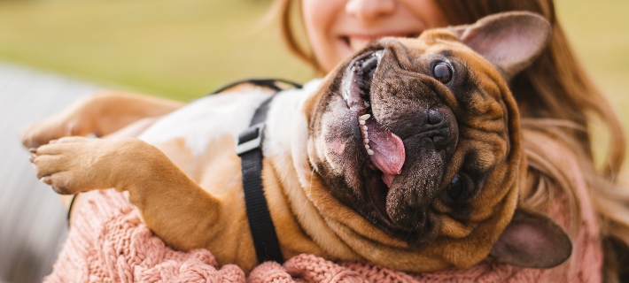 bulldog being held by owner