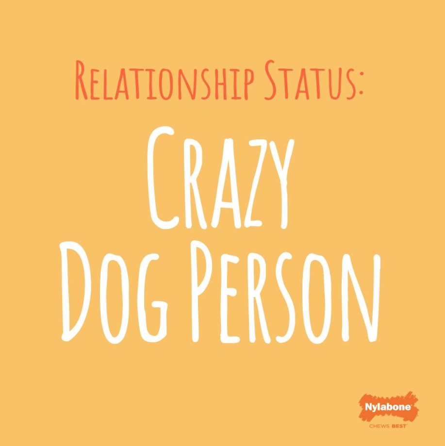 relationship status: crazy dog person